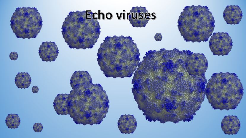 Echo viruses 